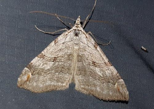 Réf. 284 485 : Aplocera sp.